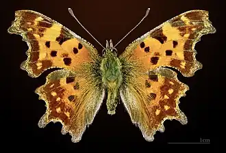 ♂, vista dorsal
