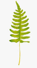 Polypodium vulgare limbo segmentado