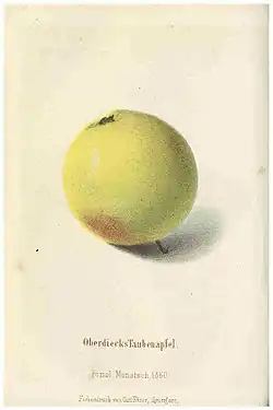 La manzana 'Oberdiecks Taubenapfel'