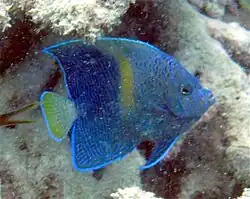 Pomacanthus maculosus subadulto, con la franja amarilla creciendo y las rayas juveniles borrándose.