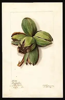 Imagen de la variedad Frotscher de nogal (nombre científico: Carya), con este ejemplar originario de Cairo, condado de Grady, Georgia, Estados Unidos. (1904)