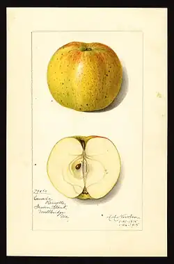 'Pomological Watercolor'.