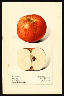 Acuarela de manzana 'Melon'.