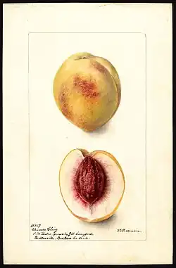 Image of the Chinese Cling variety of peaches (scientific name: Prunus persica), with this specimen originating in Bentonville, Benton County, Arkansas, United States. (1900)