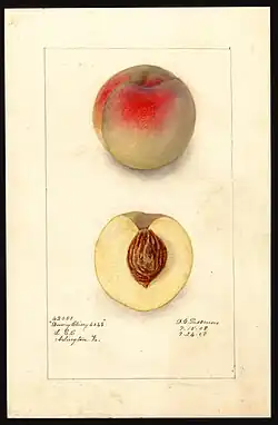 Image of the Dewey Cling variety of peaches (scientific name: Prunus persica), with this specimen originating in Rosslyn, Arlington County, Virginia, United States (1908)