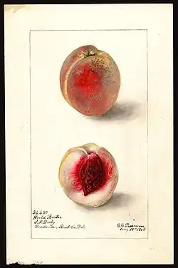 Image of the World Beater variety of peaches (scientific name: Prunus persica), with this specimen originating in Woodside, Kent County, Delaware, United States (1905)