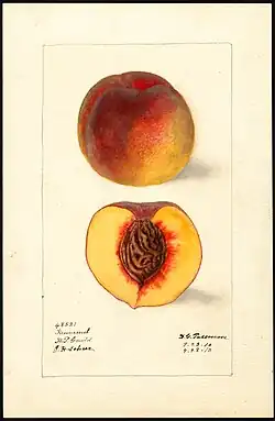 Image of the Krummels variety of peaches (scientific name: Prunus persica) (1910)