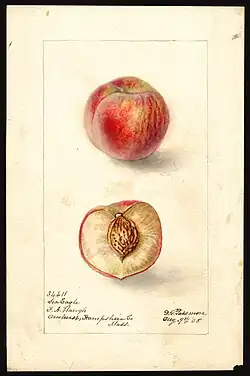 Image of the Sea Eagle variety of peaches (scientific name: Prunus persica), with this specimen originating in Amherst, Hampshire County, Massachusetts, United States (1905)
