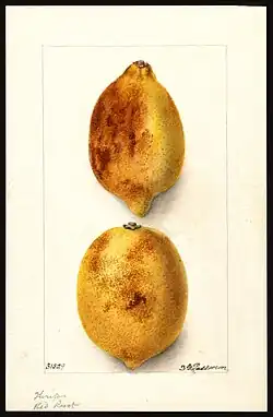 Image of lemons (scientific name: Citrus limon), with this specimen originating in Whittier, Los Angeles County, California, United States. (1904)