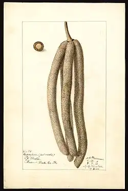 Image (scientific name: Cecropia palmata), with this specimen originating in Miami, Dade County, Florida, United States. (1918)