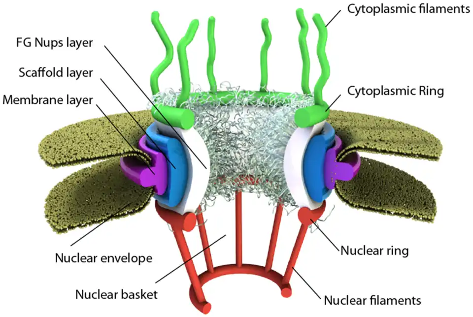 Complejo macromolecular del poro nuclear.