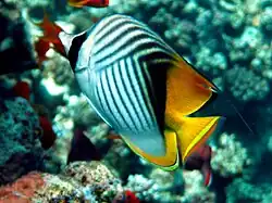 En Port Ghalib, Egipto.