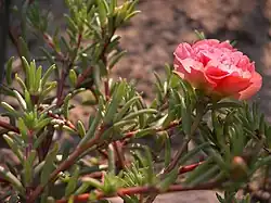 Portulaca grandiflora
