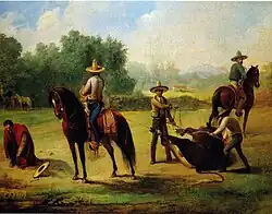 Toro postrado, lazado de la cabeza y pialado de las patas, listo para ser montado.