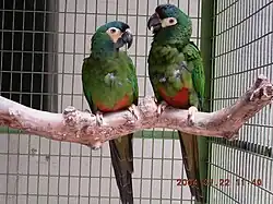 Dos ejemplares de primolius maracana en cautividad.