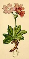 Acuarela de Primula spectabilis.