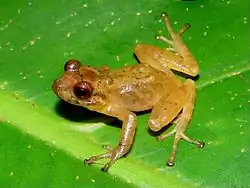 Pristimantis prolixodiscus