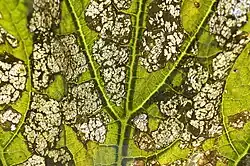 Daño causado por Epilachna paenulata en el foliaje de cultivos