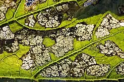 Daño por la "vaquita de los melones", Epilachna paenulata.