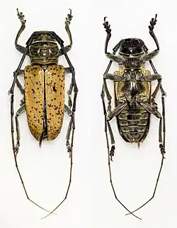Prosopocera argus