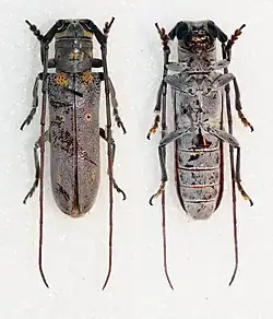 Prosopocera wahlbergi