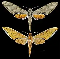 Protambulyx strigilis