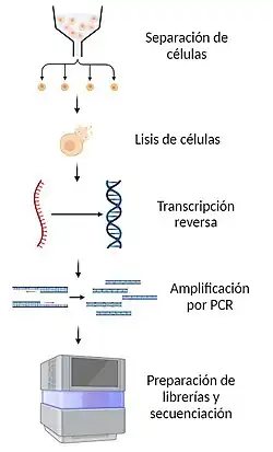 Esquema del protocolo de la secuenciación de ARN de células individuales. Incluye cinco pasos: separación de células, lisis de células, transcripción reversa, amplificación por PCR y preparación de librerías y secuenciación.