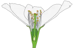 Ovario súpero con hipanto en Prunus sp.