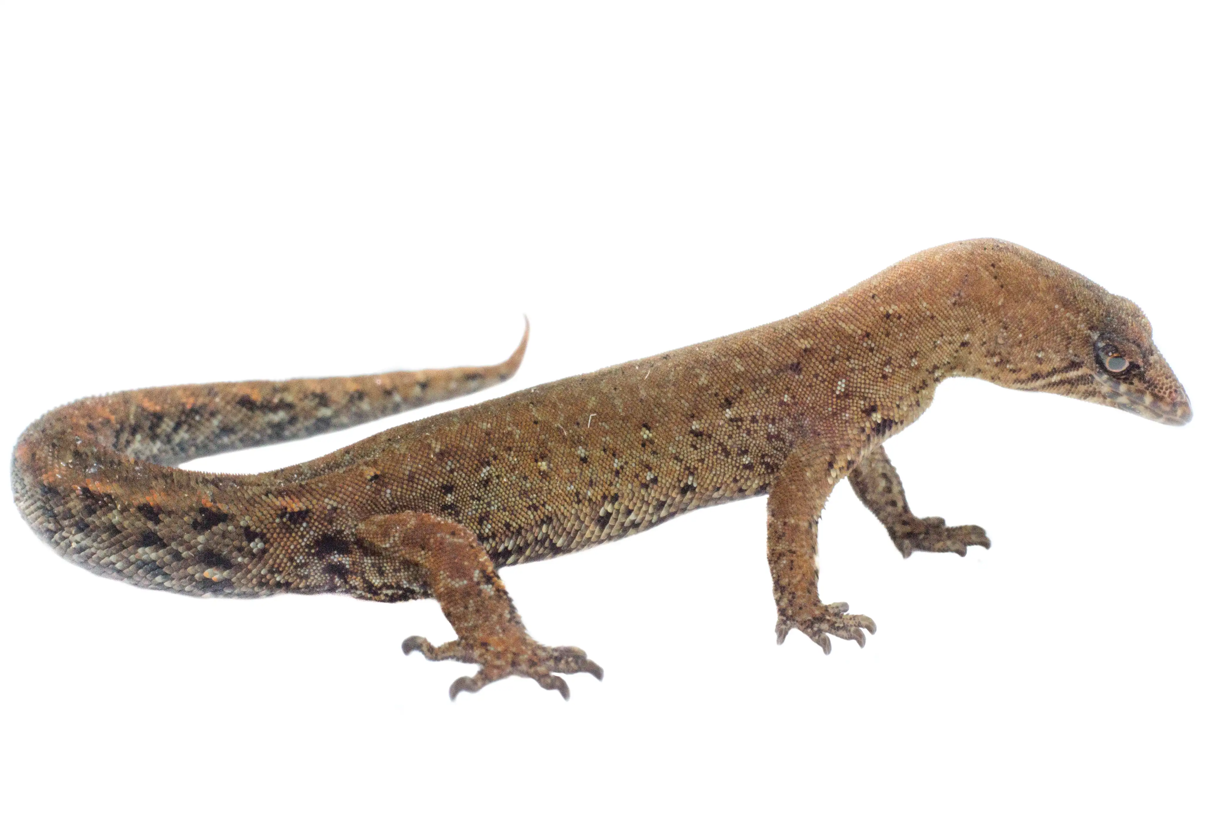 Pseudogonatodes furvus, Santa Marta Magdalena, Colombia. Espécimen topotipo.