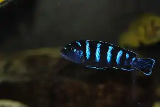 Demasoni