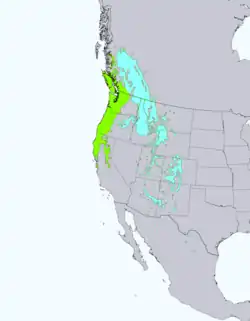 alt= Verde: Abeto de Douglas de la costa (Pseudotsuga menziesii var. menziesii) Azul: Abeto de Douglas de las Montañas Rocosas (Pseudotsuga menziesii var. glauca)