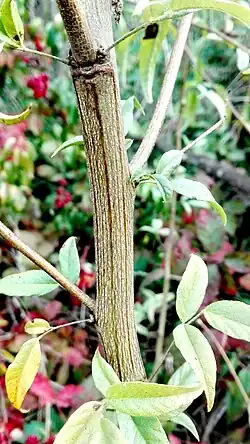 Corteza estriada de Culén
