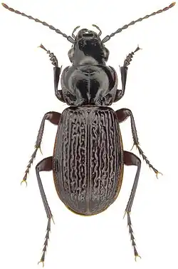 Pterostichus punctatissimus