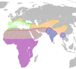 &nbsp;&nbsp;&nbsp;&nbsp;&nbsp; El residente parcial P. rupestris &nbsp;&nbsp;&nbsp;&nbsp;&nbsp; El visitante de verano P. rupestris &nbsp;&nbsp;&nbsp;&nbsp;&nbsp; P. concolor &nbsp;&nbsp;&nbsp;&nbsp;&nbsp; P. fuligula (Los colores denotan los rangos de distribución de cada especie)