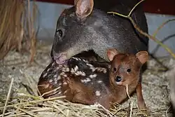 Pudú y cría