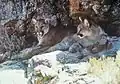 Pareja de pumas viviendo en libertad