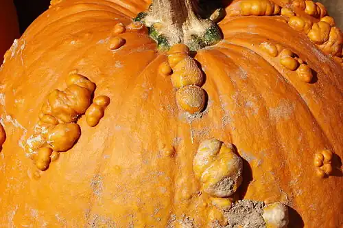 Superficie con verrugas gruesas (heavy warts, algunas webs pueden mostrarla como heavily warted que en realidad sería "muy verrugosa"), poca cantidad.