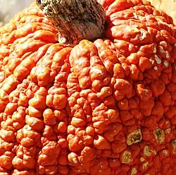 Superficie crespa?, verrugosa o con verrugas, mucha cantidad (heavily warted[113]​).