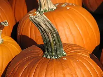 C. pepo subsp. pepo.