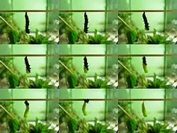 Pupación de Aglais io, la mariposa pavo real