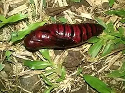 Pupa.