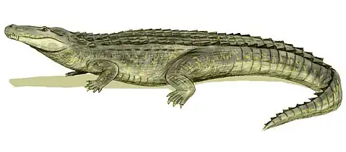 Purussaurus (cocodrilo del Mioceno)