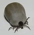 Garrapata común tras ingerir alimentos.