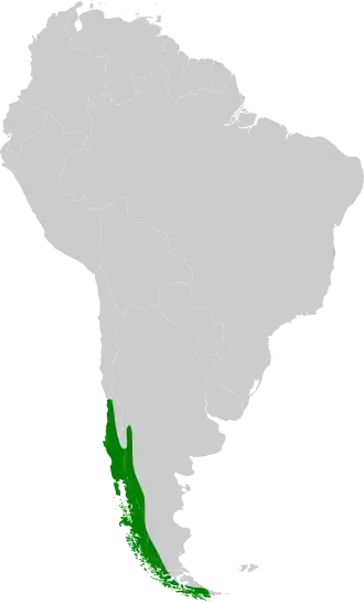 Distribución geográfica del picolezna comesebo.