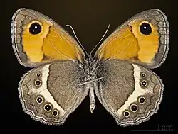 Pyronia bathseba ♂ △