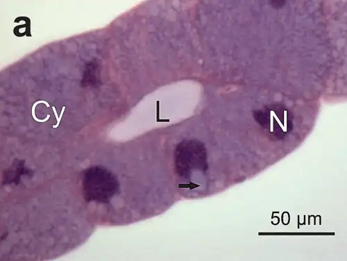 Retículo endoplasmático, visible como estructuras fibrilares gruesas (en violeta), alrededor del N= Núcleo, en la zona de basofilia de color violeta. L= lumen. Flecha= vacuola. Tinción con Hematoxilina-eosina. Microscopio óptico.