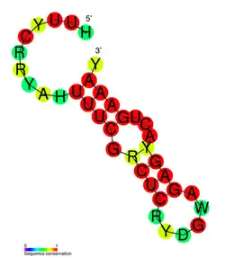CRISPR-DR19: Estructura secundaria tomada de la base de datos Rfam Familia RF01332.