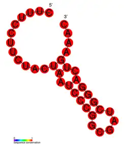 CRISPR-DR52: Estructura secundaria tomada de la base de datos Rfam Familia RF01365.