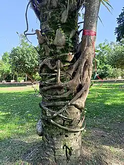 Raíces aferradas a palma