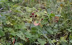 Frambuesa en Ucrania.